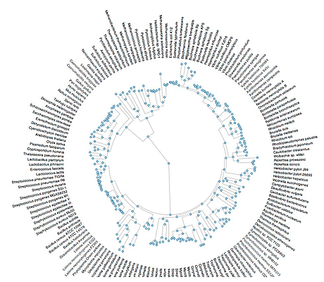 tree of-life